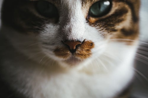 猫の長いひげの写真