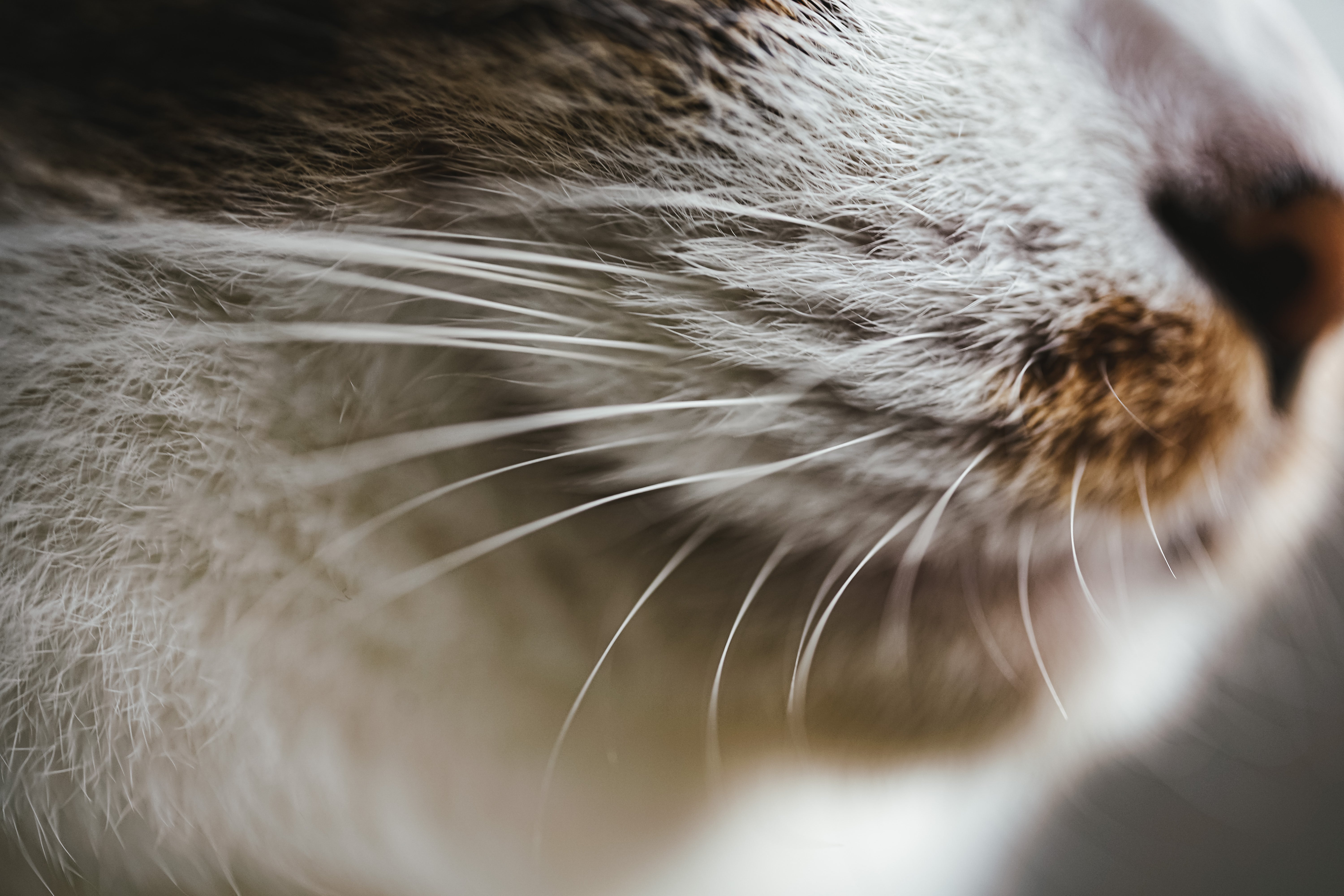 猫の髭の無料の写真素材 - ID.35249｜フリー素材 ぱくたそ