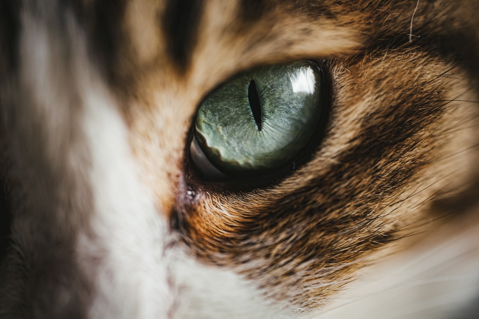 「猫目」の写真