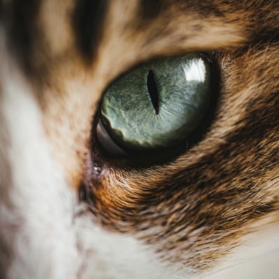 ギラリと鋭い猫の目の写真