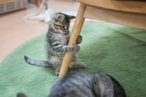 親猫に相手されずに椅子の足にしがみ付く子猫の写真