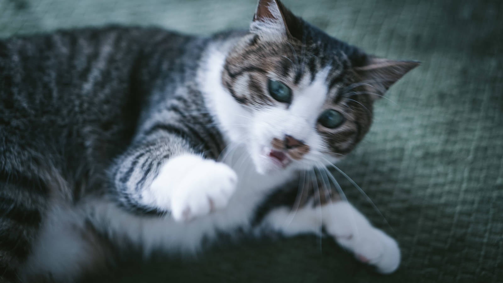 「敵前逃亡猫」の写真