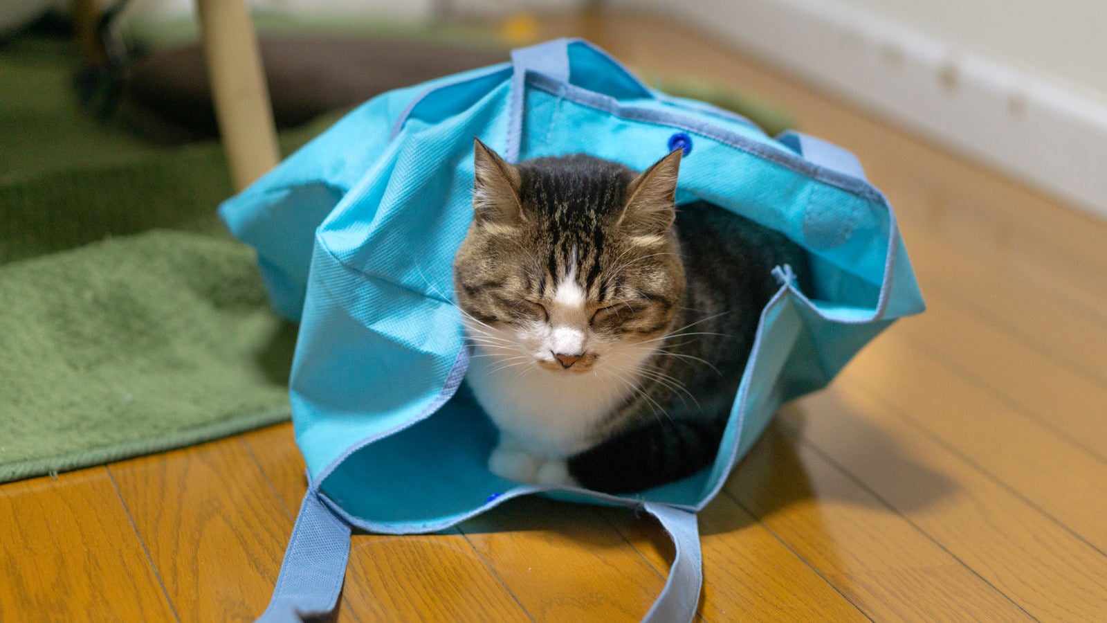 「袋の中で寝落ちする猫」の写真