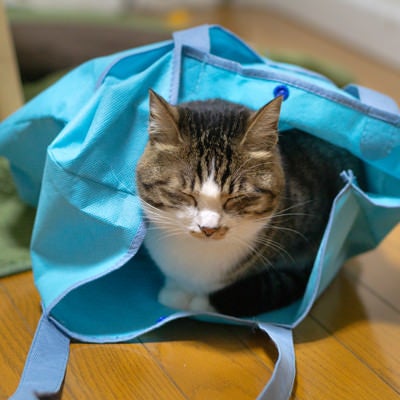 袋の中で寝落ちする猫の写真