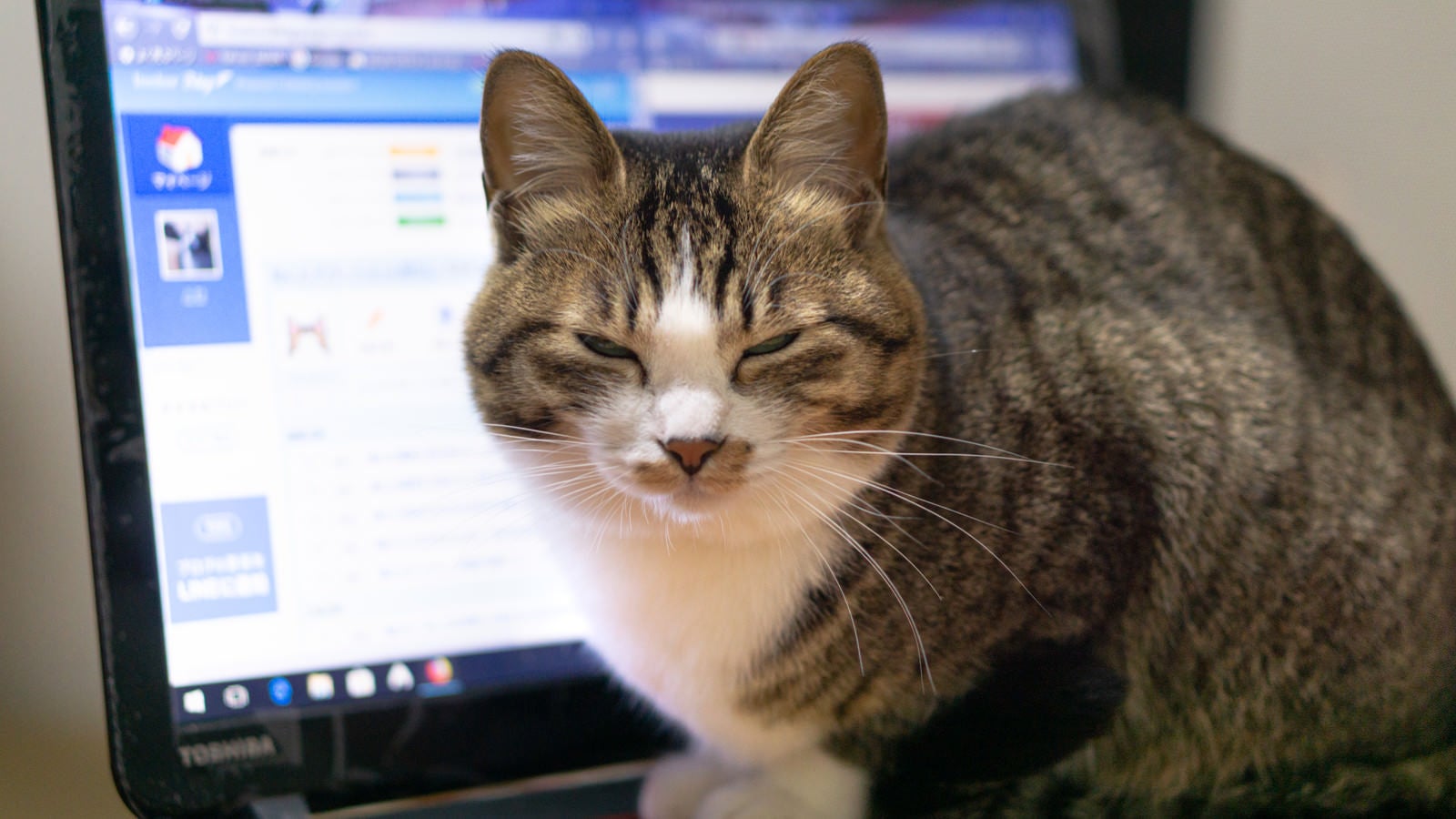 「PCのやりすぎでこんな顔になっていませんか？（猫）」の写真