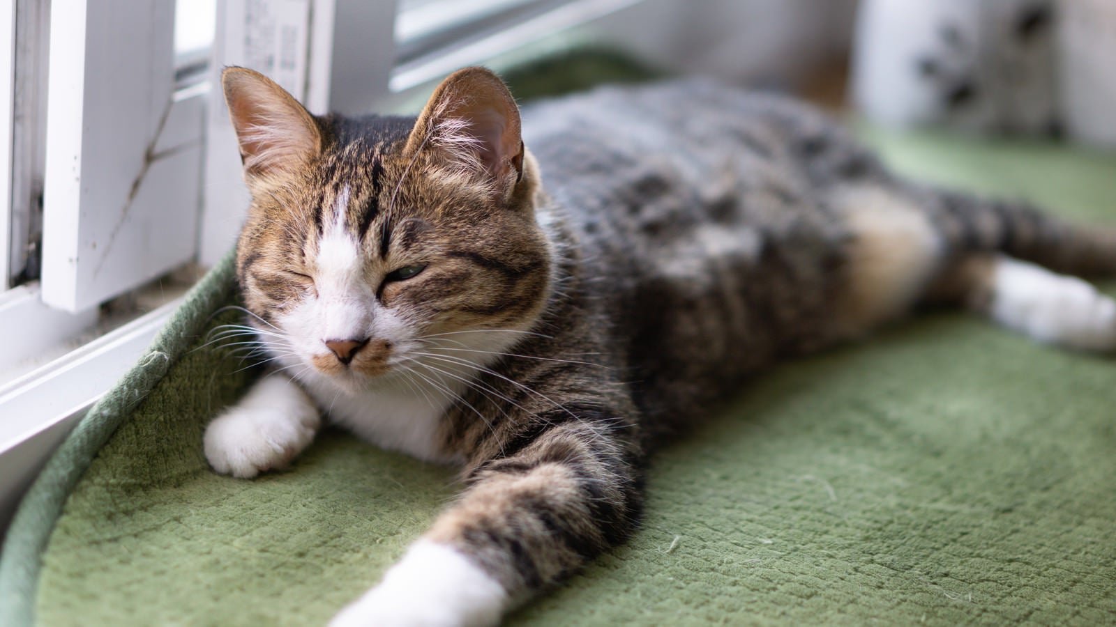 「昼過ぎまで寝てしまい後悔する猫」の写真