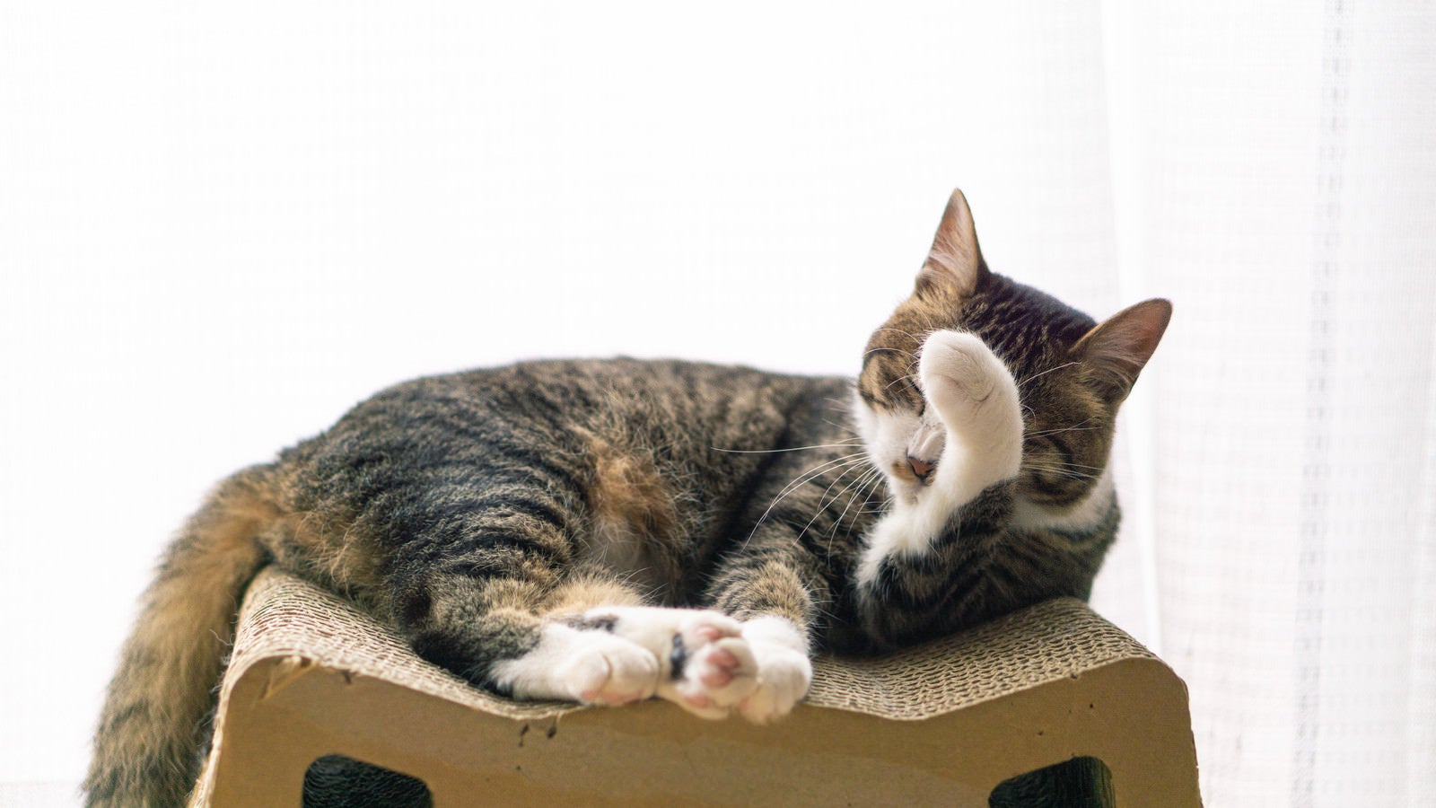 「のんびりする猫」の写真