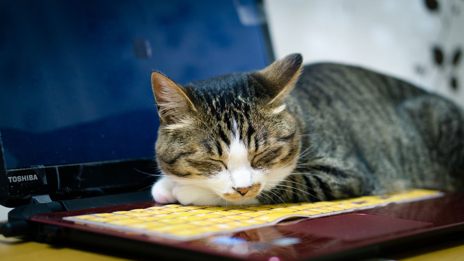 「ノートPCの熱が暖かくて、その上でうたた寝する猫」の写真