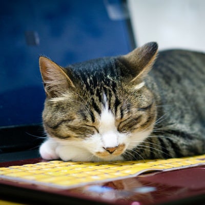 ノートPCの熱が暖かくて、その上でうたた寝する猫の写真