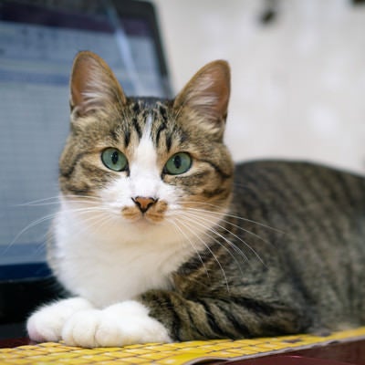 キーボードの上におすわりする猫の写真