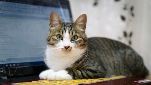 キーボードの上におすわりする猫の写真