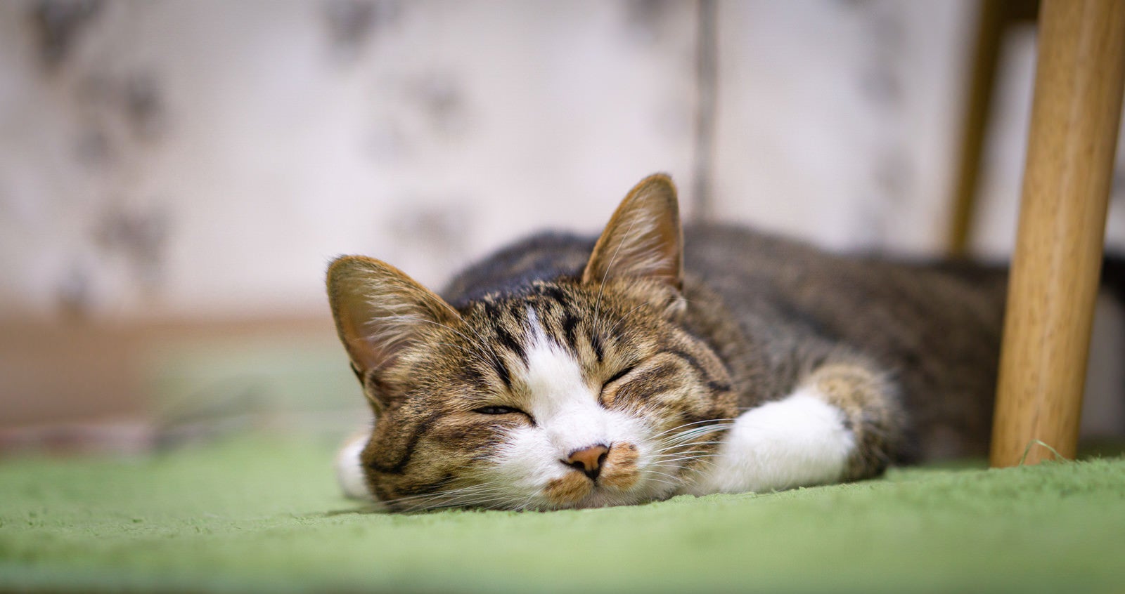 「カーペットの上で爆睡する猫」の写真