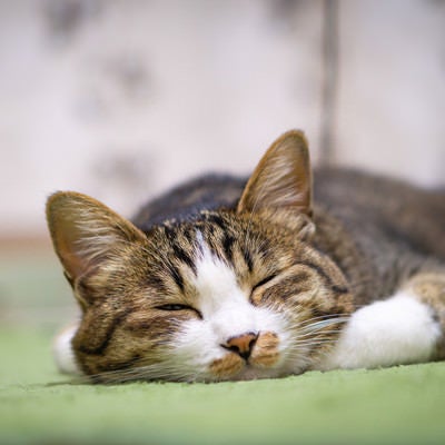 カーペットの上で爆睡する猫の写真