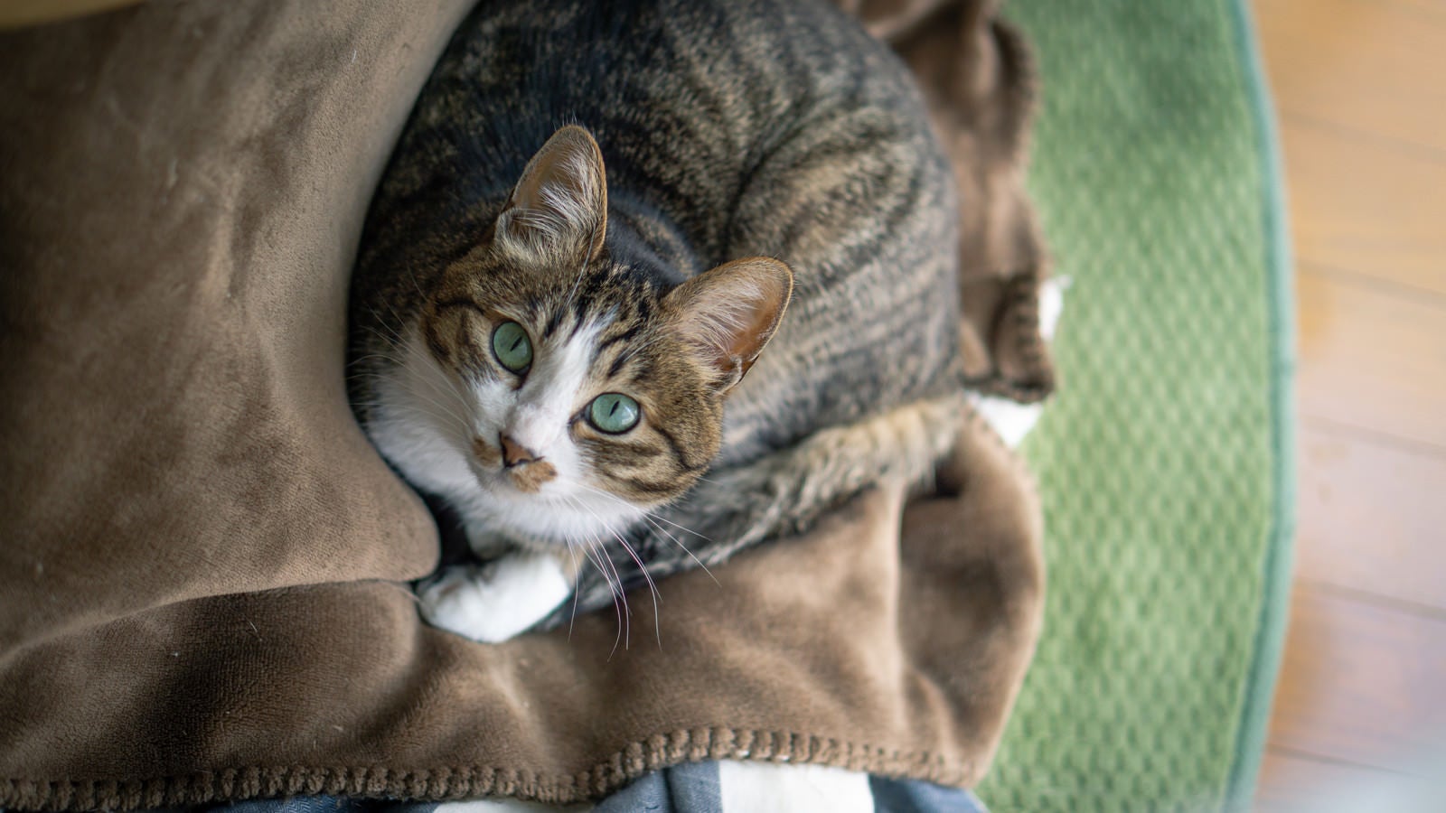 「ブランケットの上でくつろぐ猫」の写真
