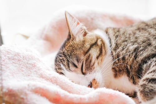 ふわふわタオルで眠る猫の写真
