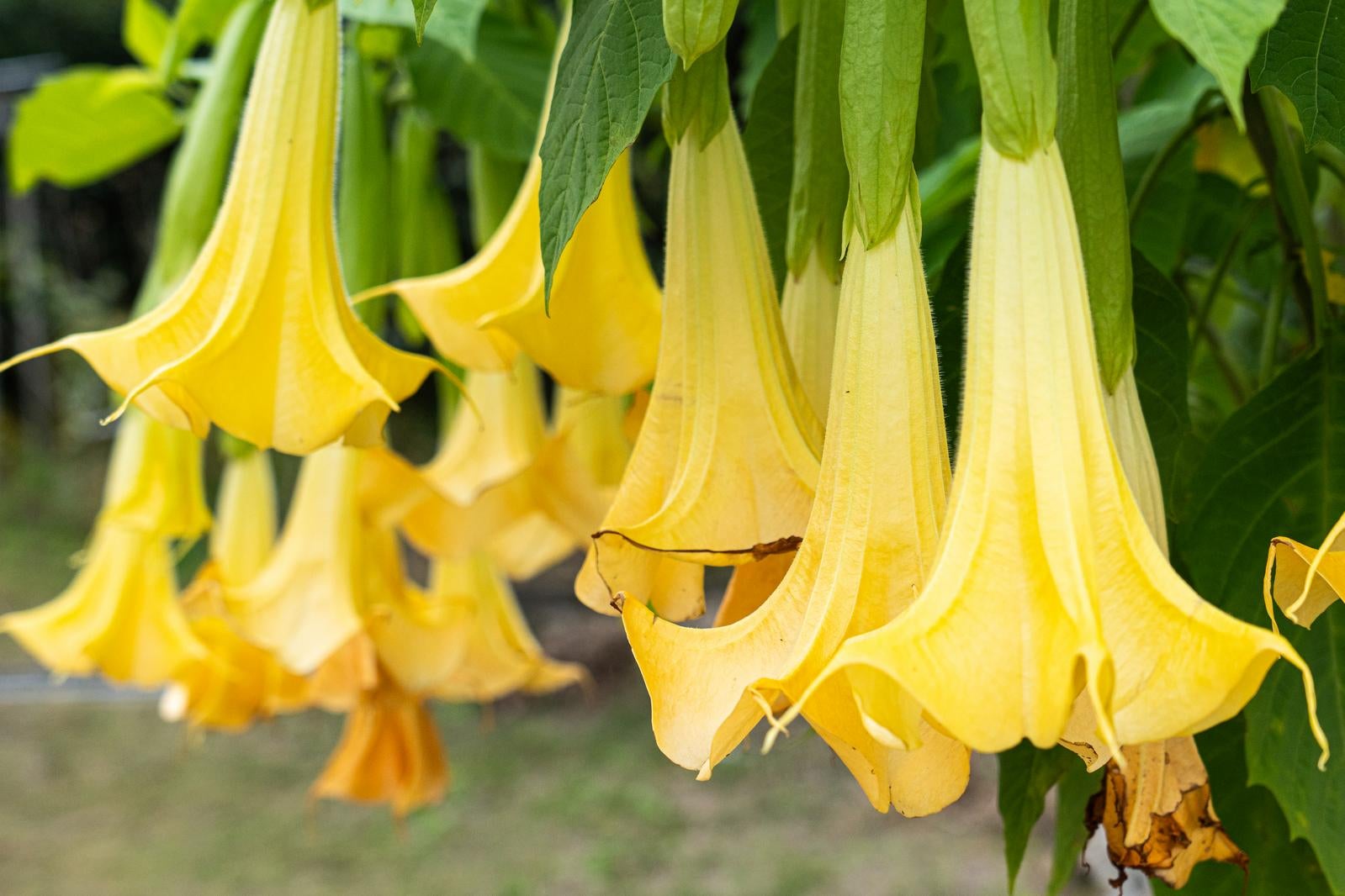 「エンジェルストランペットの花」の写真