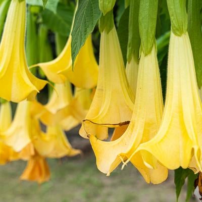 エンジェルストランペットの花の写真