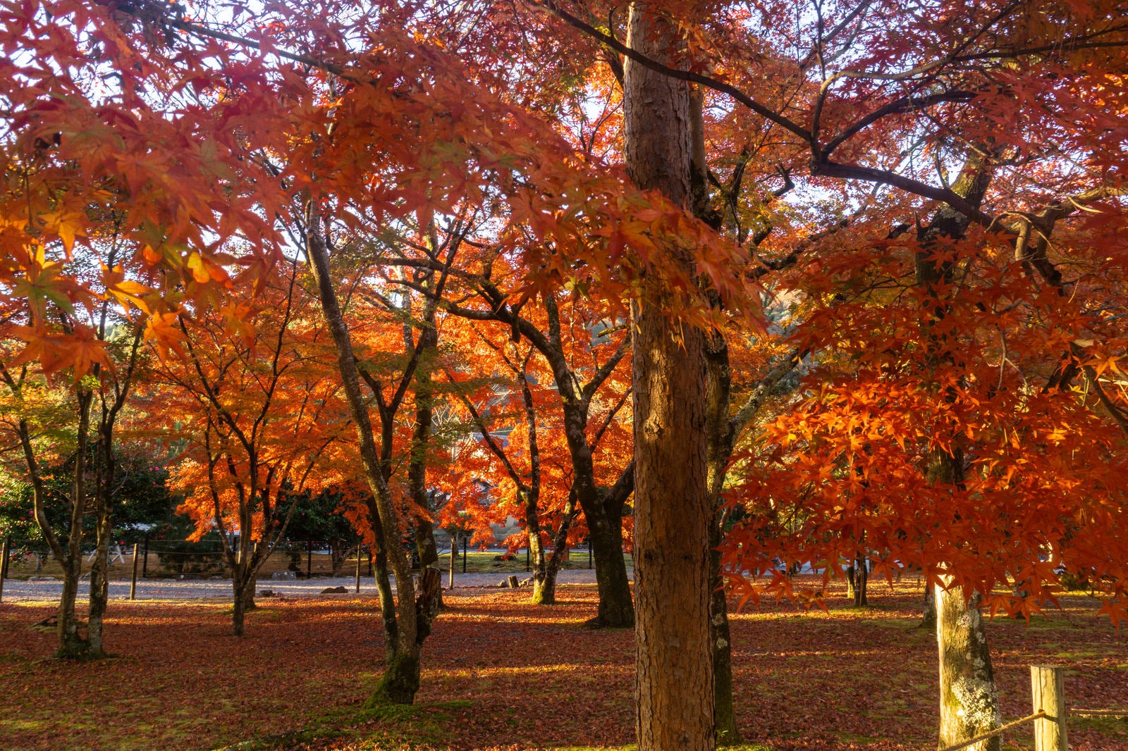 「朝の光に所々鮮やかに光る紅葉の木々と足元を赤く染める落ち葉」の写真