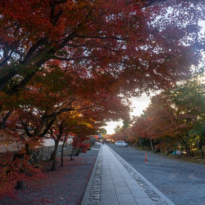 天龍寺庫裏側から見た中門に向かう紅葉に囲まれた参道の写真