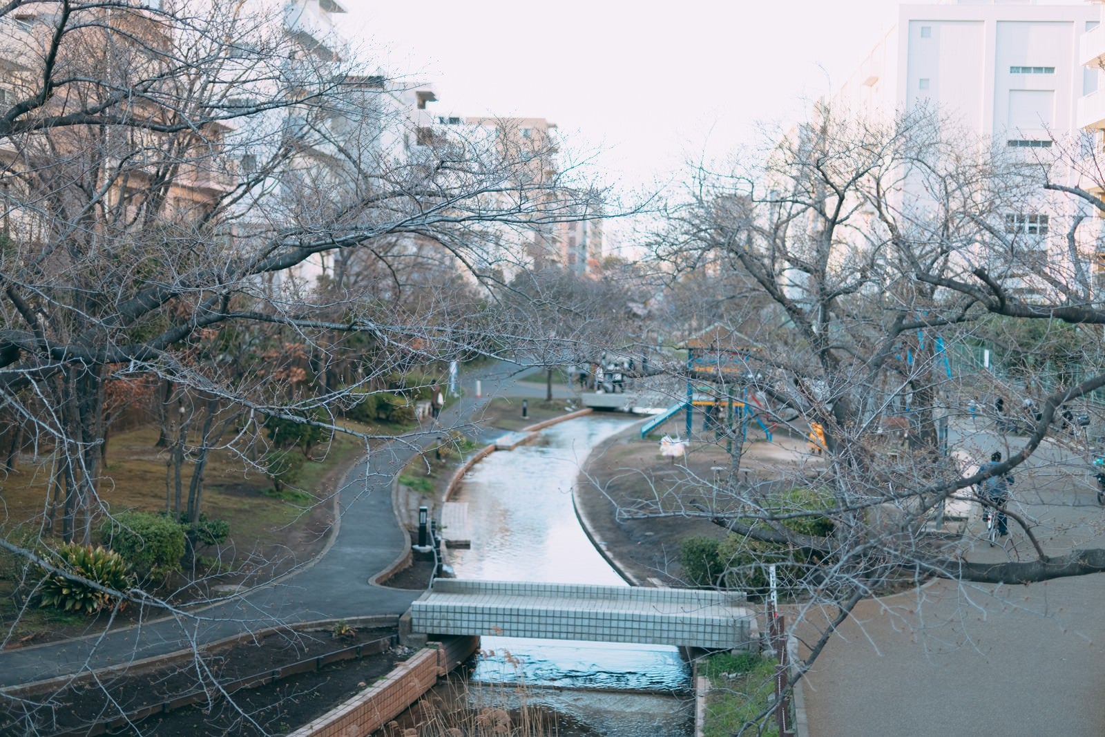 「公園を流れる小川と春を待つ木々」の写真