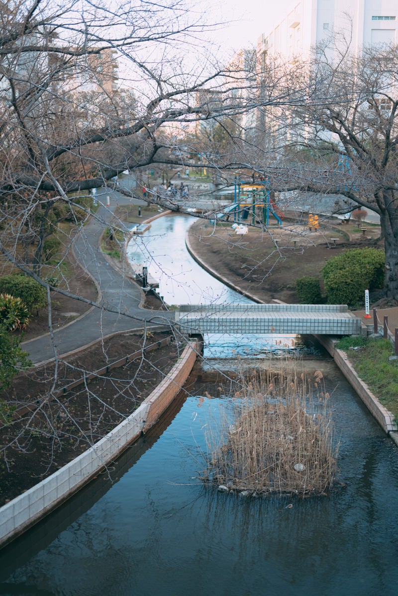 「公園内を流れる小川（横川）」の写真