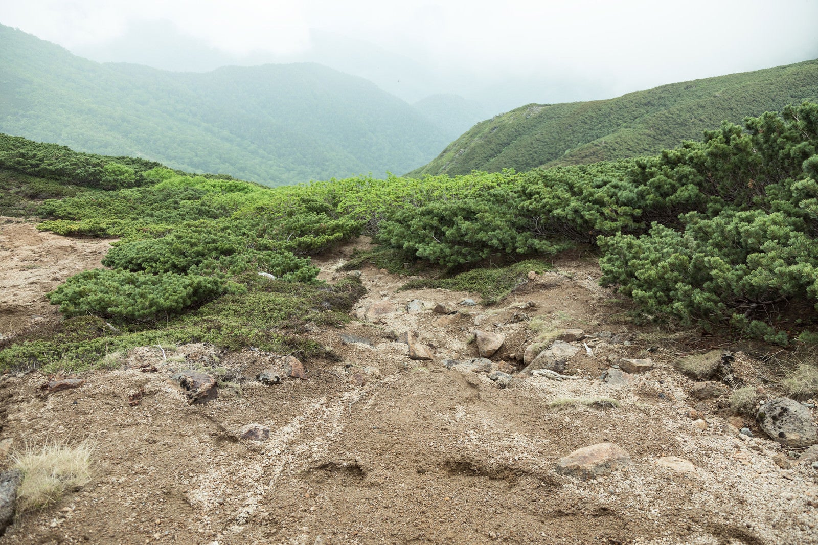「低木しか育たない標高が高い登山道」の写真