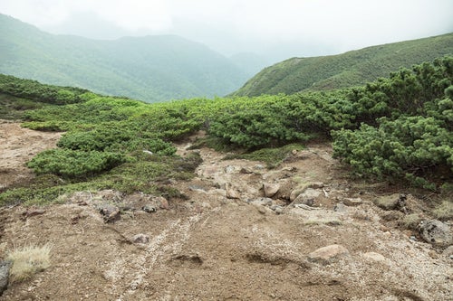 低木しか育たない標高が高い登山道の写真