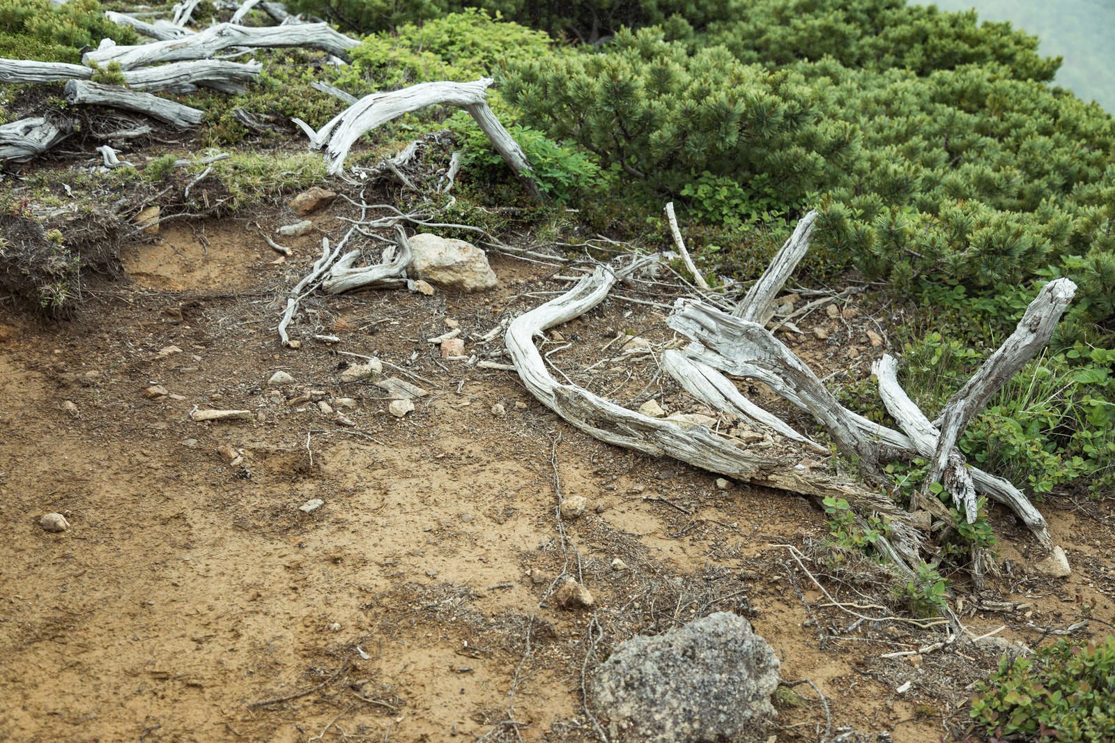 「登山道脇の枯木」の写真