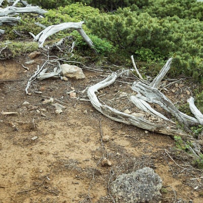 登山道脇の枯木の写真