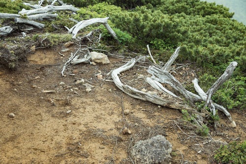 登山道脇の枯木の写真