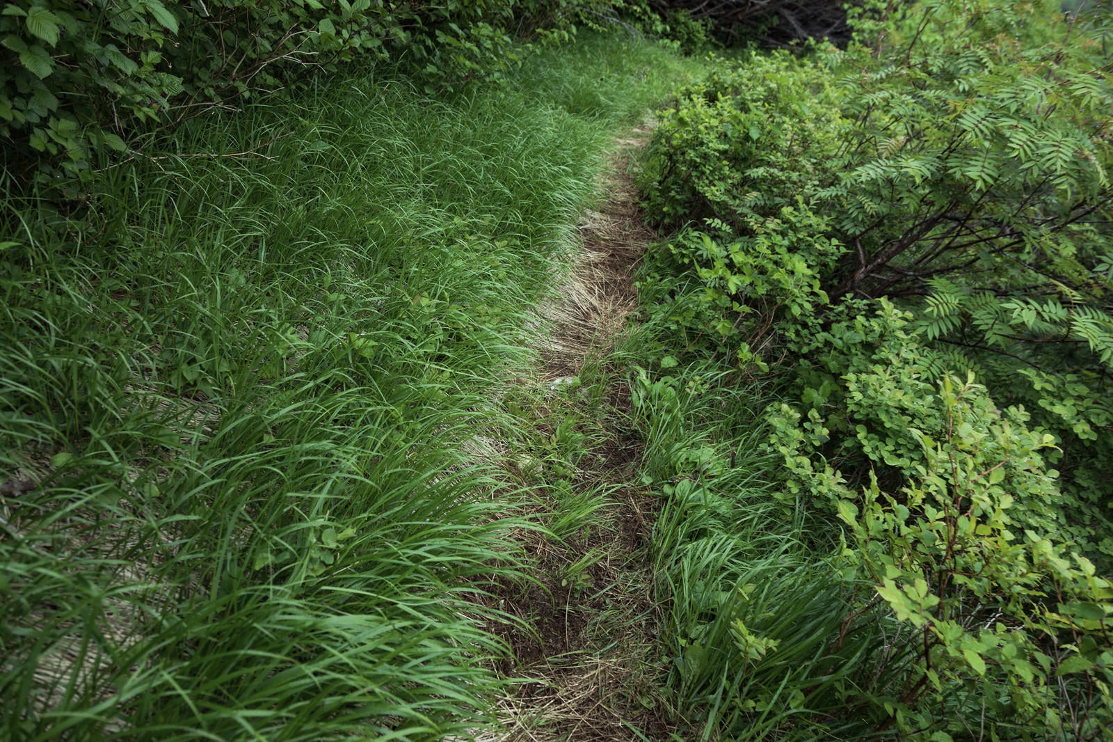 「草が生い茂る乗鞍新登山道」の写真