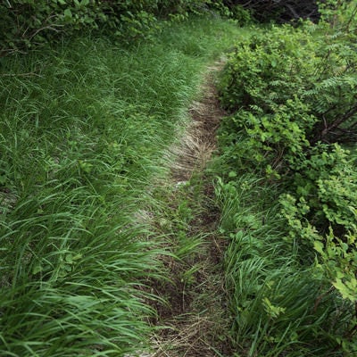 草が生い茂る乗鞍新登山道の写真