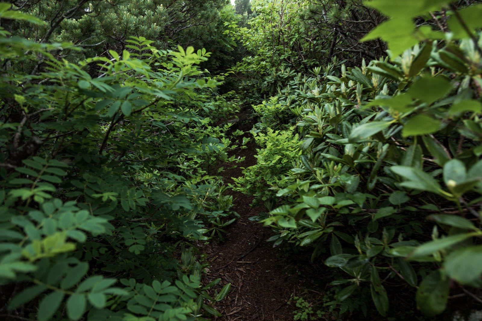 「植物が生い茂る乗鞍新登山道」の写真