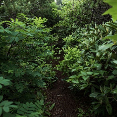 植物が生い茂る乗鞍新登山道の写真