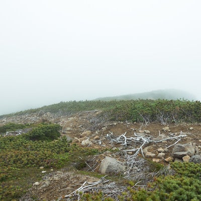 霧で頂上が見えない（乗鞍新登山道）の写真