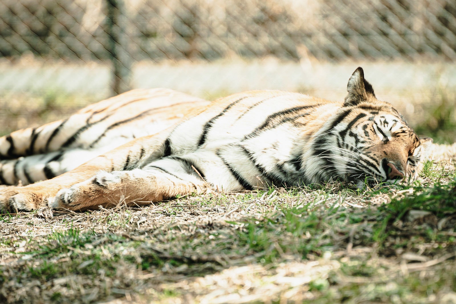 「横たわるトラ」の写真