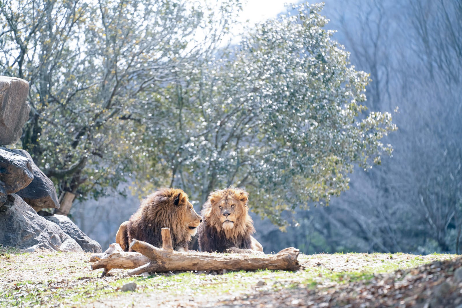 「ひなたぼっこをする仲良しなライオン」の写真