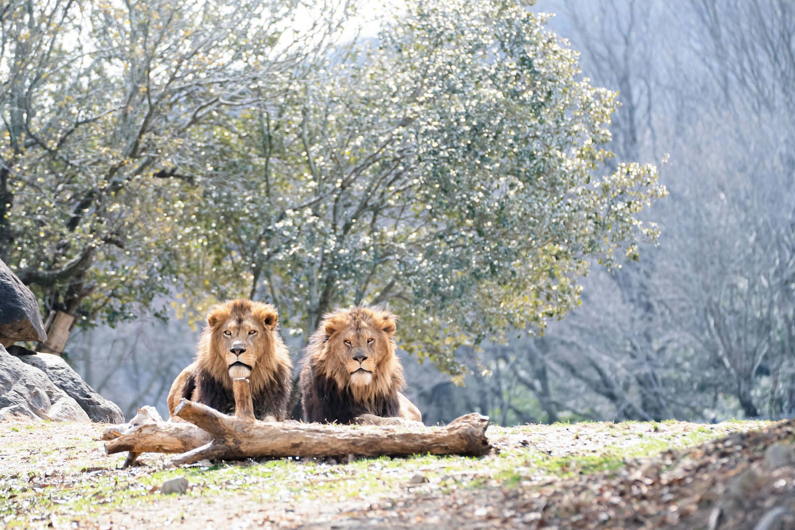 「ほのぼのカップルライオン」の写真