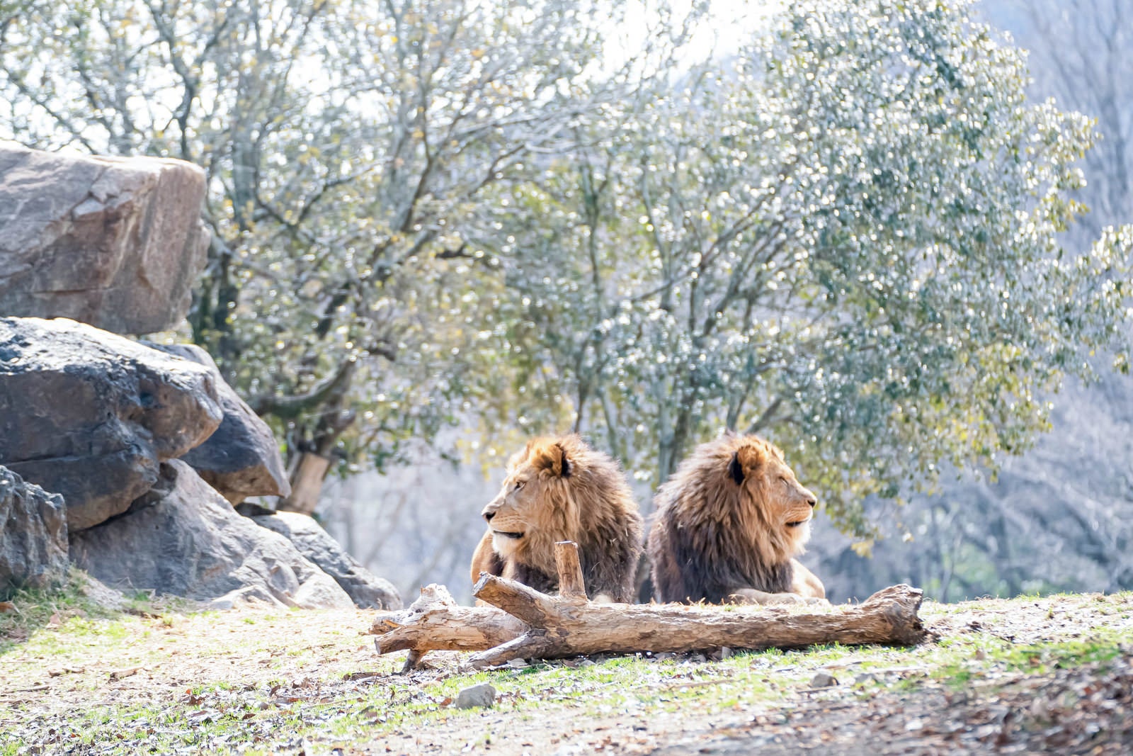 「喧嘩してそっぽを向くライオン」の写真