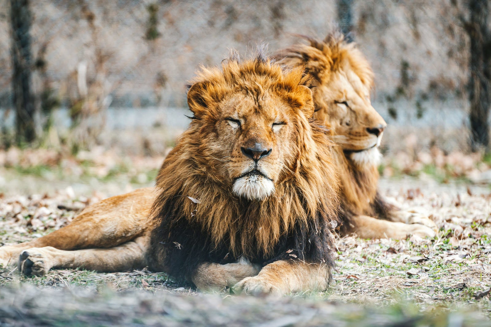 「寝落ちライオン」の写真