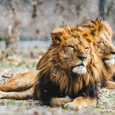 横たわって休憩する雄ライオンの写真