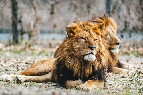 横たわって休憩する雄ライオンの写真