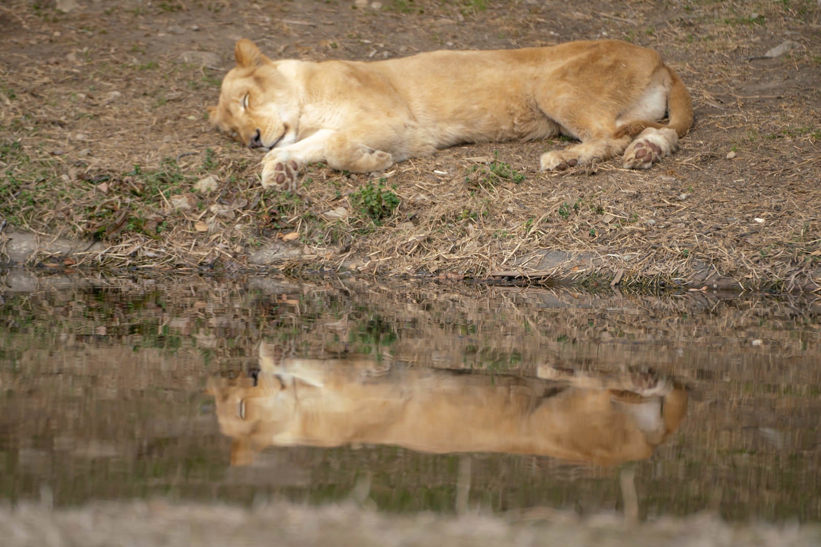「水場で寝落ちするメスライオン」の写真