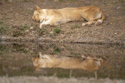 水場で寝落ちするメスライオンの写真