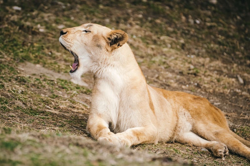 大きなあくびで口をあけるメスライオンの写真