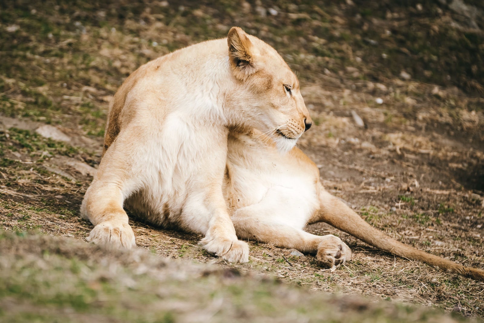 「横たわる雌ライオン」の写真