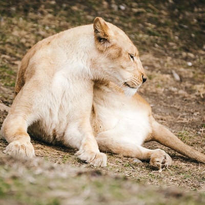 横たわる雌ライオンの写真