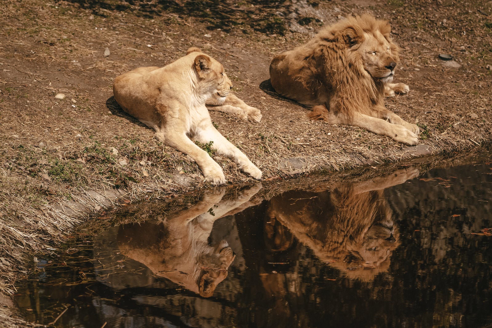 「水場に映るライオンの夫婦」の写真
