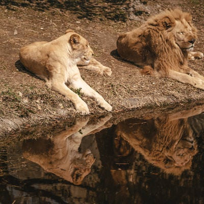 水場に映るライオンの夫婦の写真