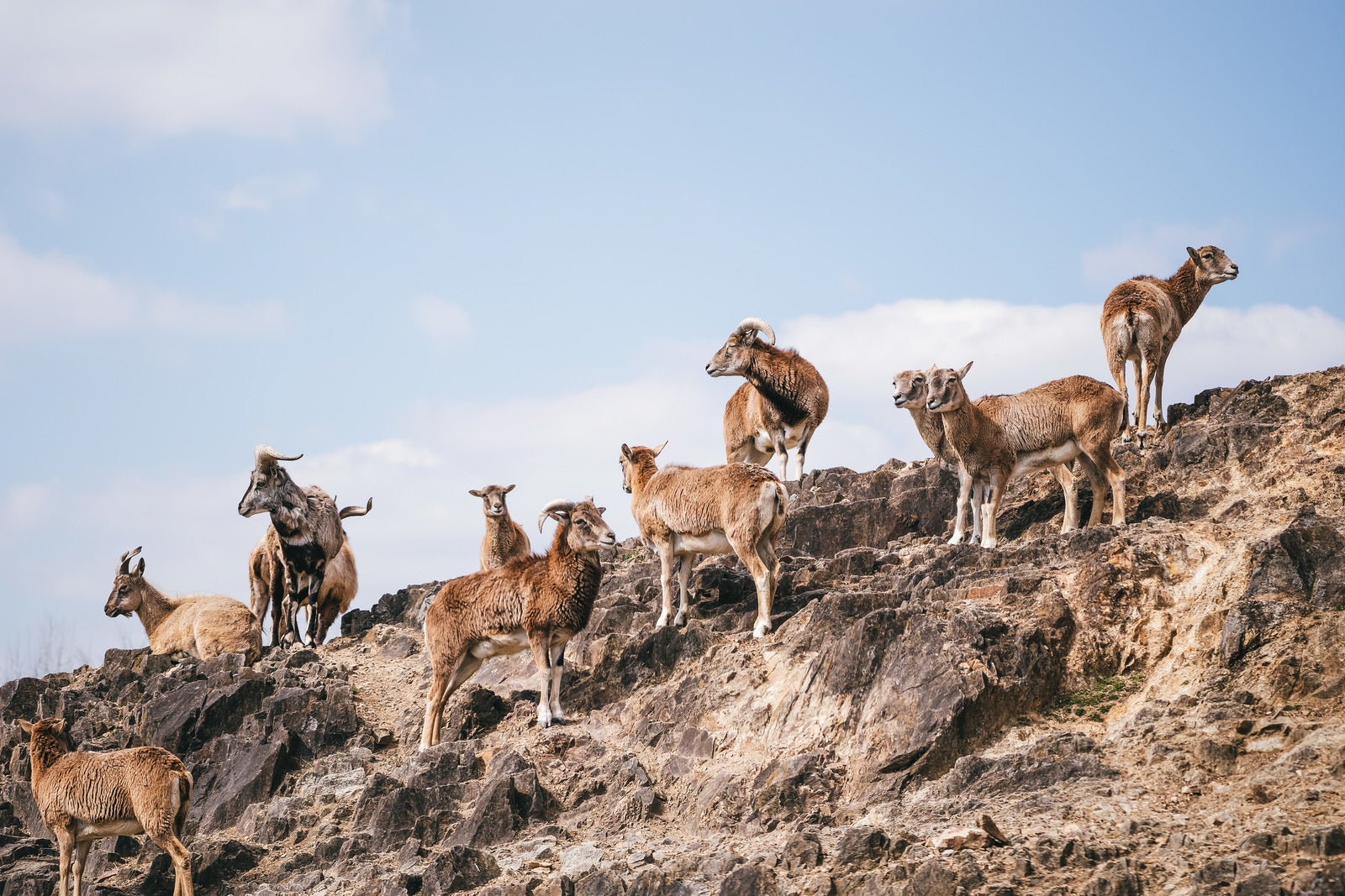 「岩場の山羊の群れ」の写真